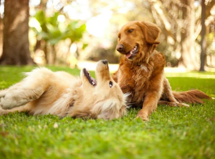 Golden-retriever-jugando