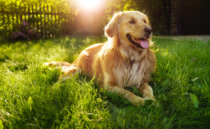 Golden retriever