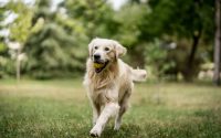 golden retriever