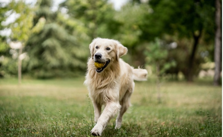 golden retriever