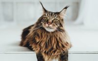 maine-coon