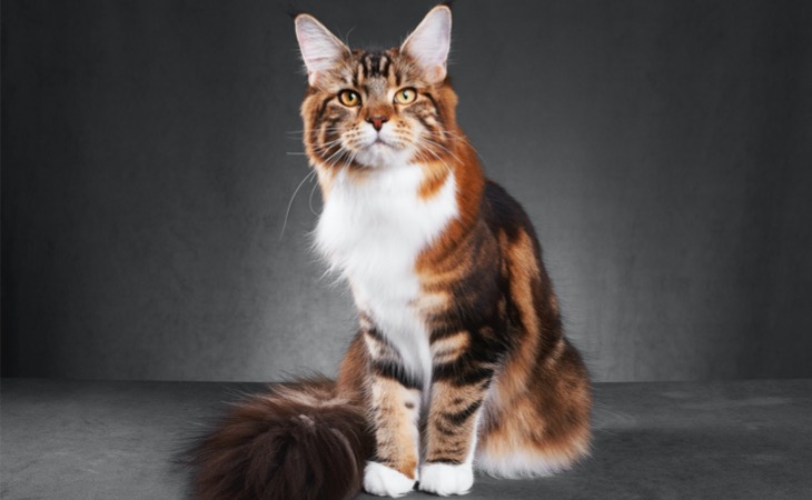 maine-coon-defectos