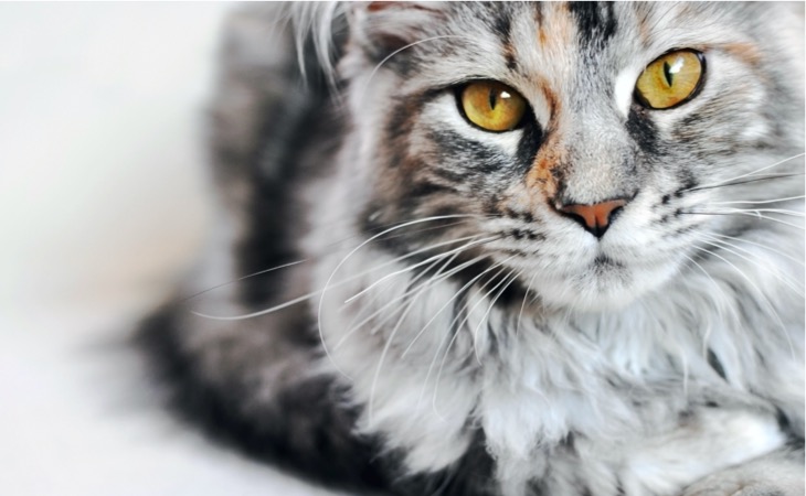 maine-coon