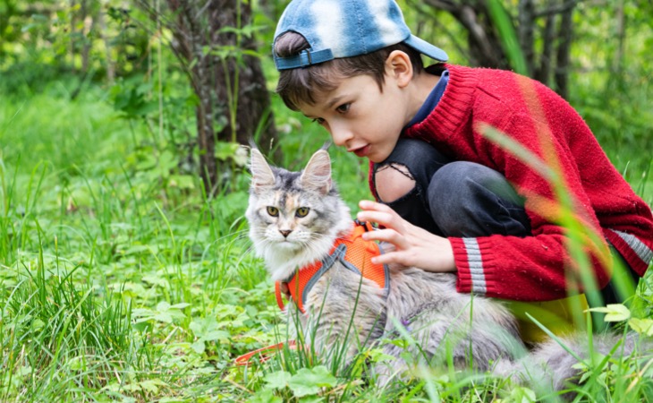 maine-coon-de-paseo