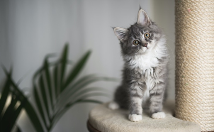 maine-coon-cachorro