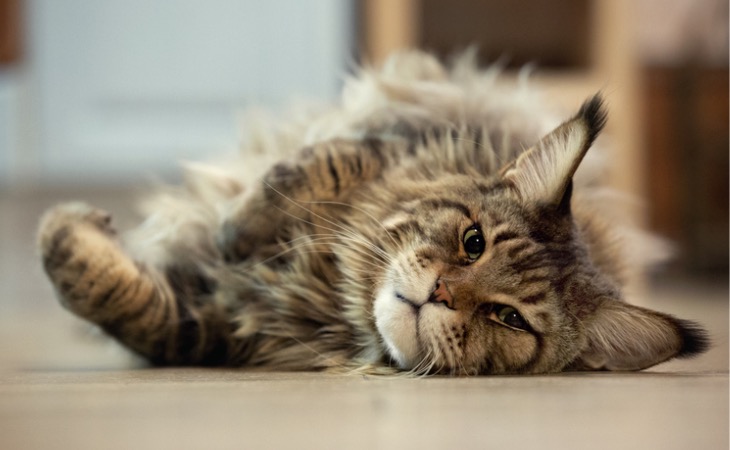 maine-coon-tabby