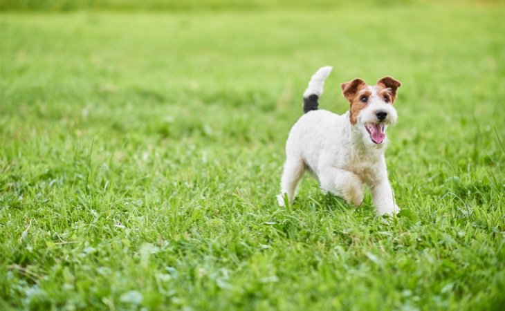 Fox terrier