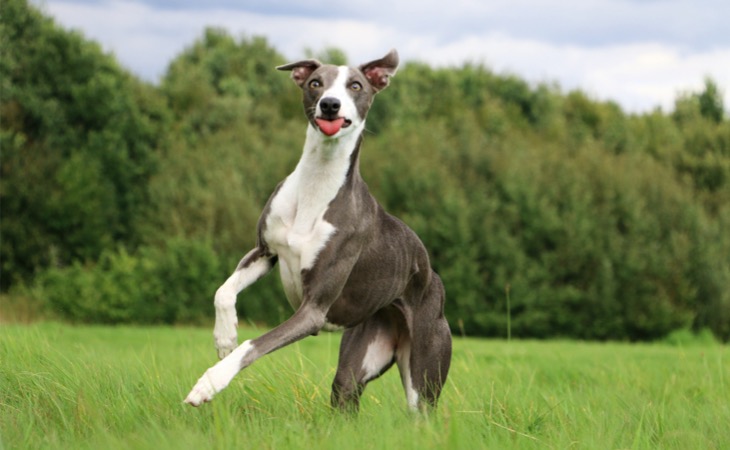 Whippet