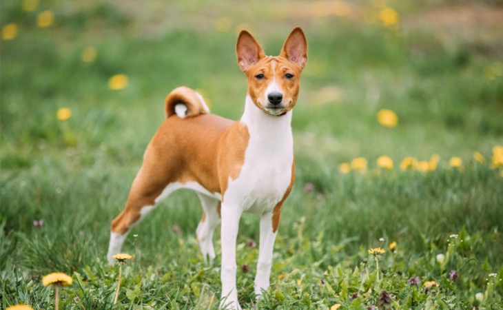 Basenji