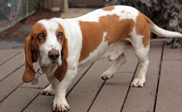 Basset hound