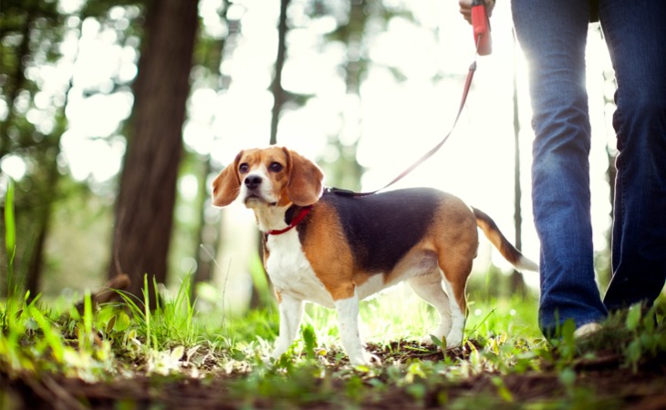 Beagle perro mediano