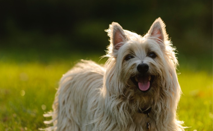 Cairn Terrier