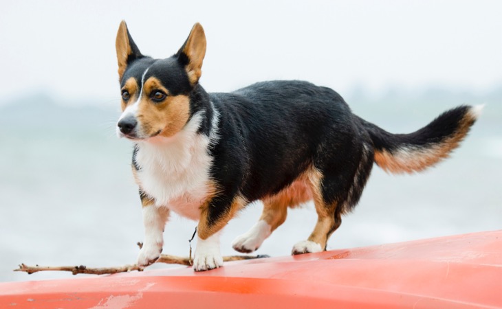 Corgi perros pequeños