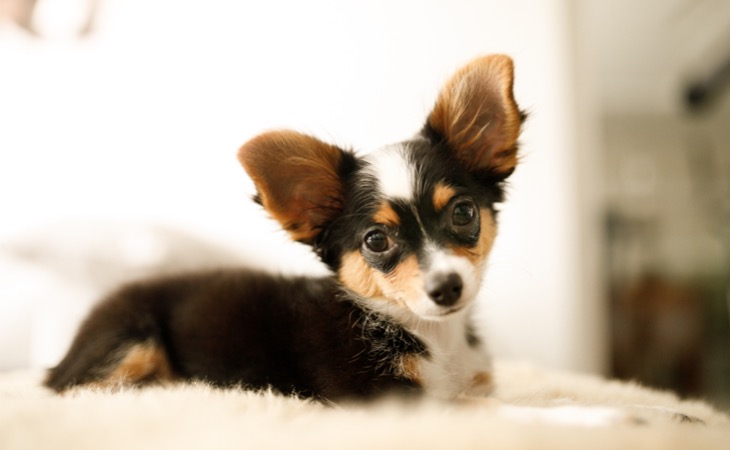 Chihuahua perros pequeños