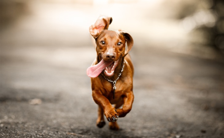 Dachshund perros pequeños 