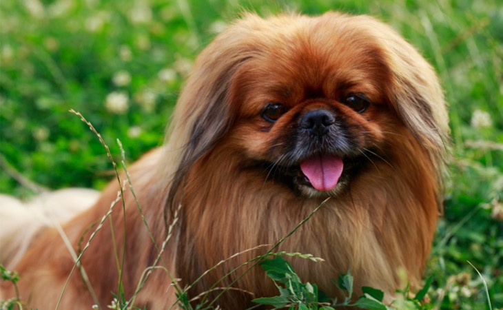 pequinés perros pequeños