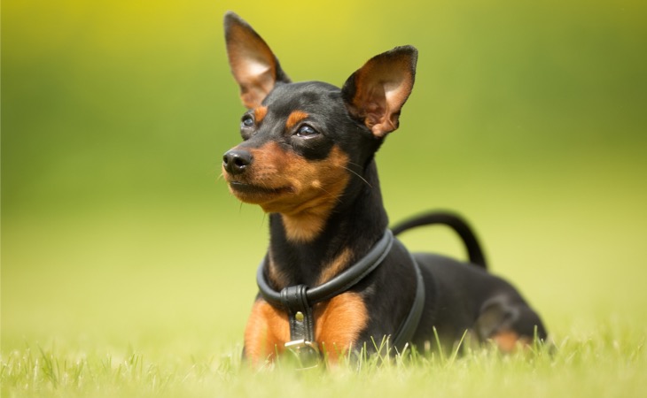 Pinscher miniatura