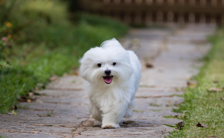 Maltés perros pequeños