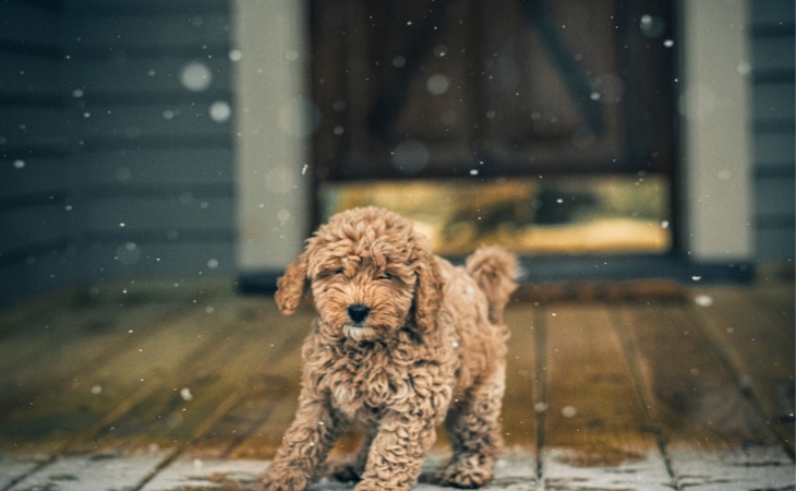 Caniche perros pequeños