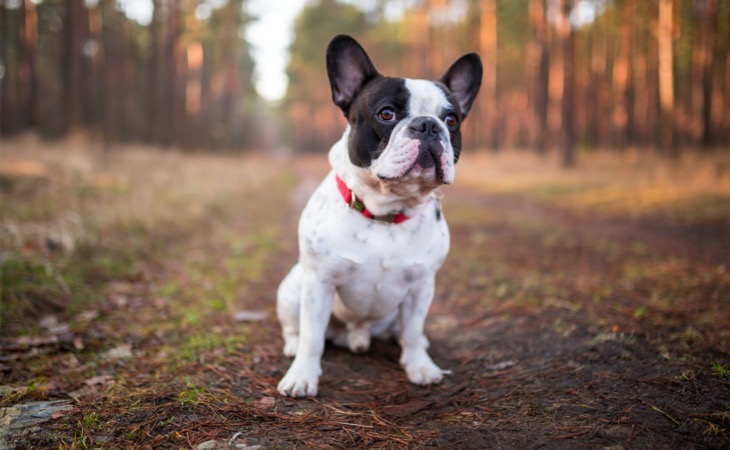 Bulldog francés perro mediano