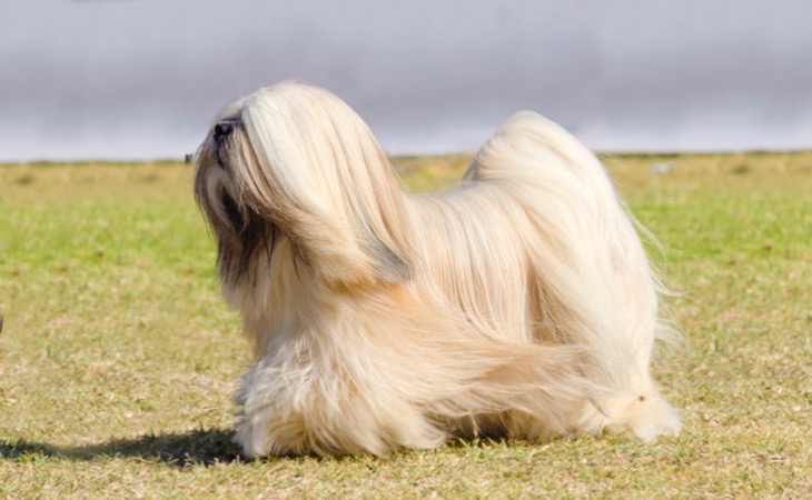 Lhasa Apso