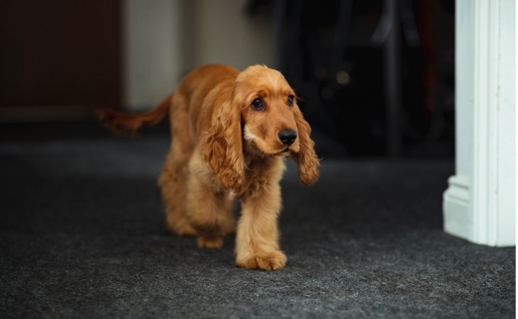 Cocker spaniel inglés perro mediano