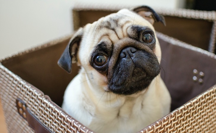 carlino en una caja