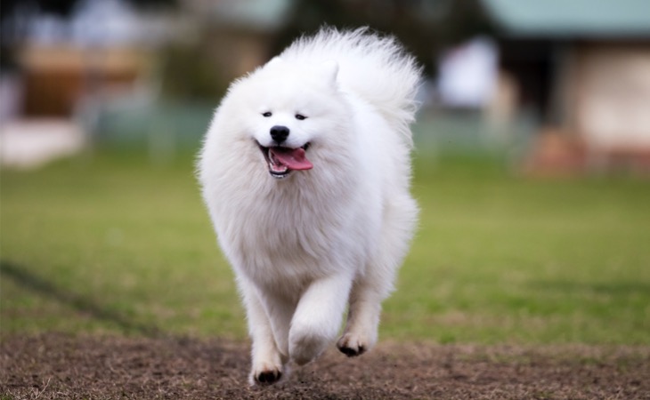 Samoyedo