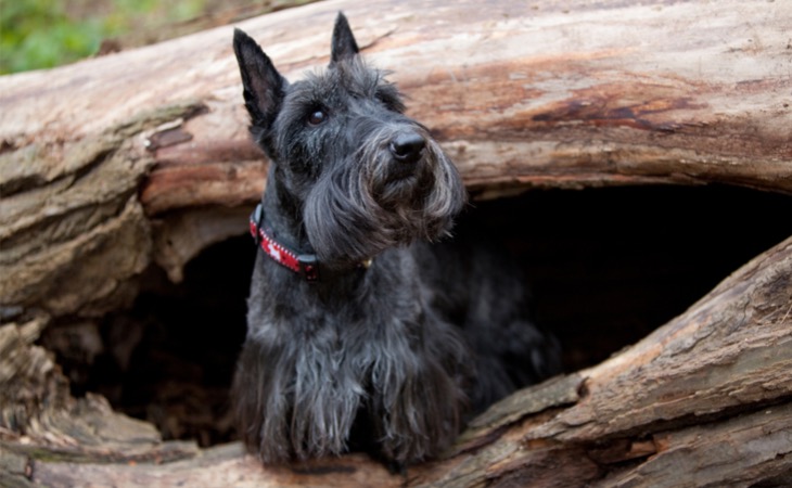 Terrier escocés