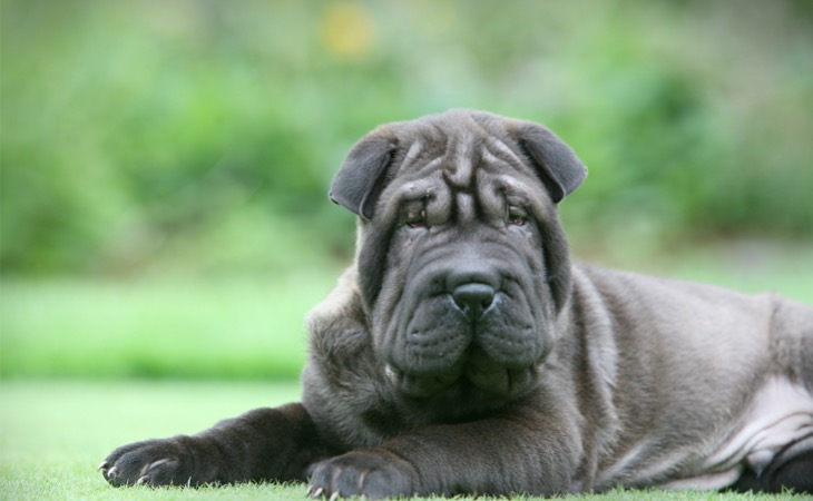 Shar pei