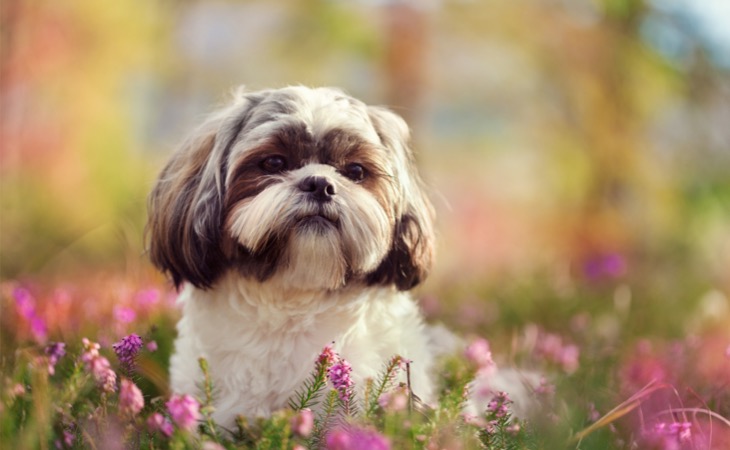 Shih Tzu perros pequeños