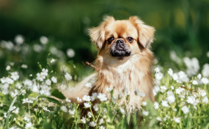 Spaniel Tibetano