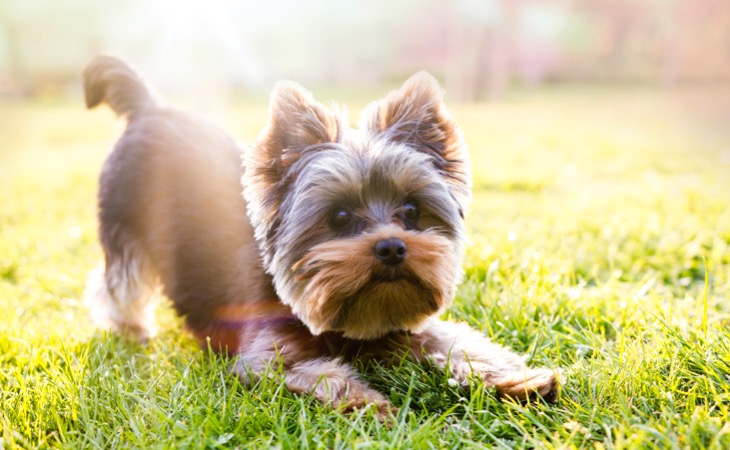 Yorkshire terrier perros pequeños