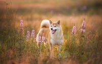 shiba inu