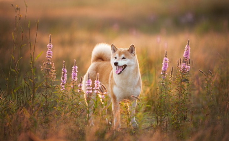 shiba inu