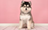 pomsky