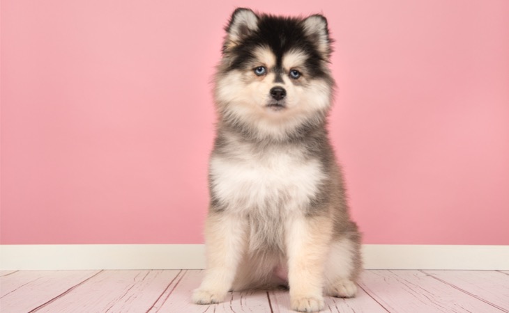 pomsky