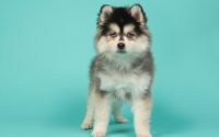 pomsky