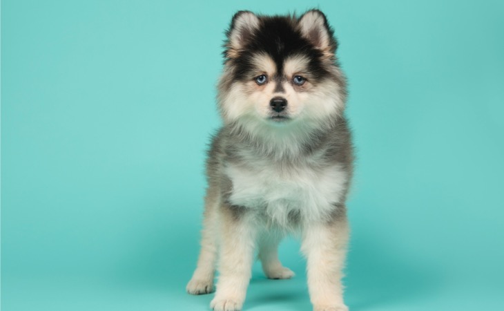 pomsky