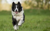 border-collie