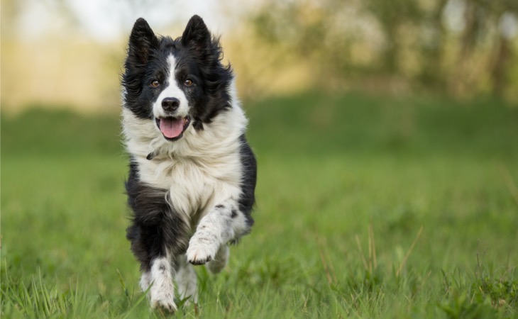 border-collie