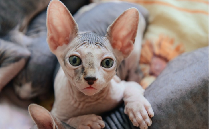 Peterbald razas de gatos sin pelo