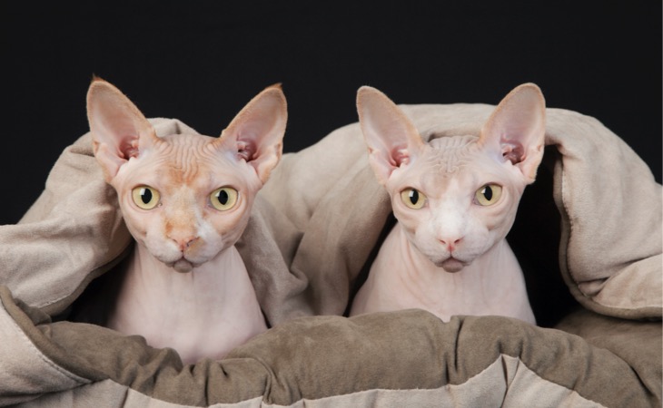 Sphynx razas de gatos sin pelo