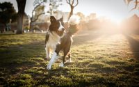 border collie