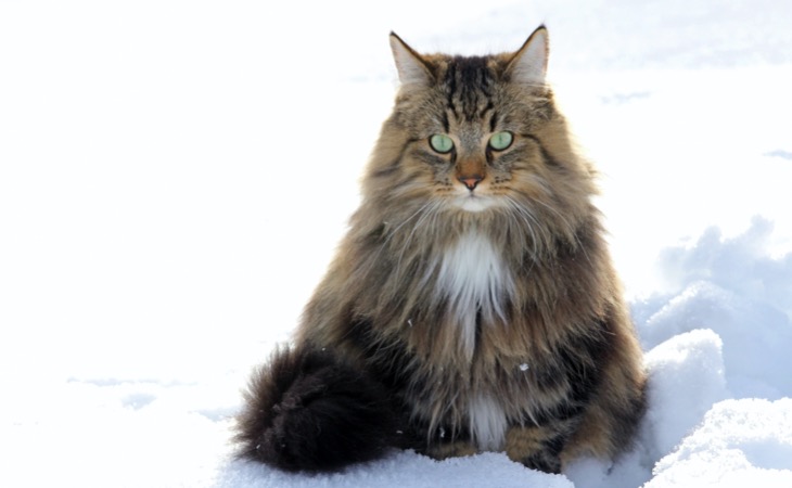 Gato bosque de noruega