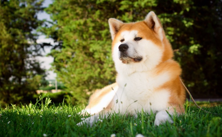 Akita Inu 