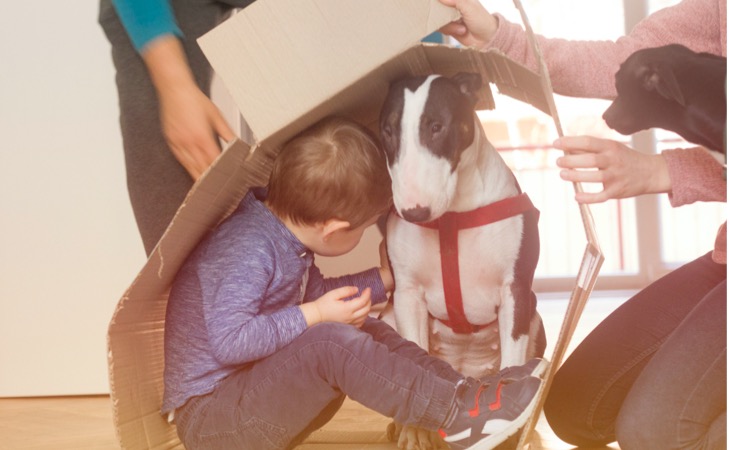 Niño jugando con un bull terrier