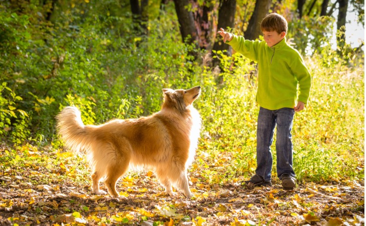 Collie jugando con un niño