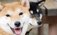 perros japoneses