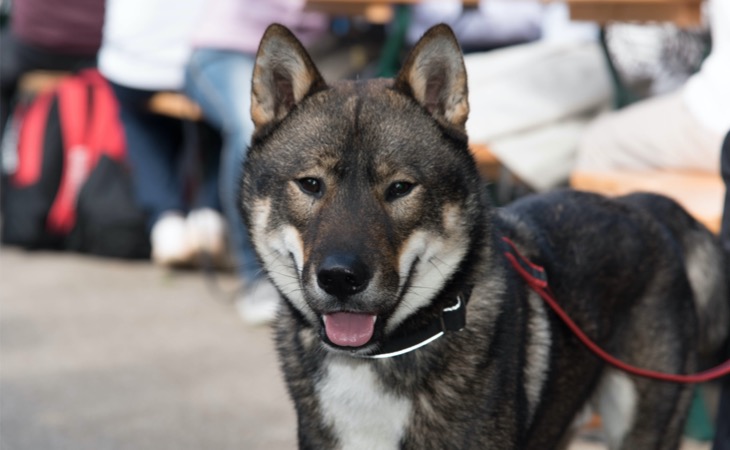 Shikoku perros japoneses